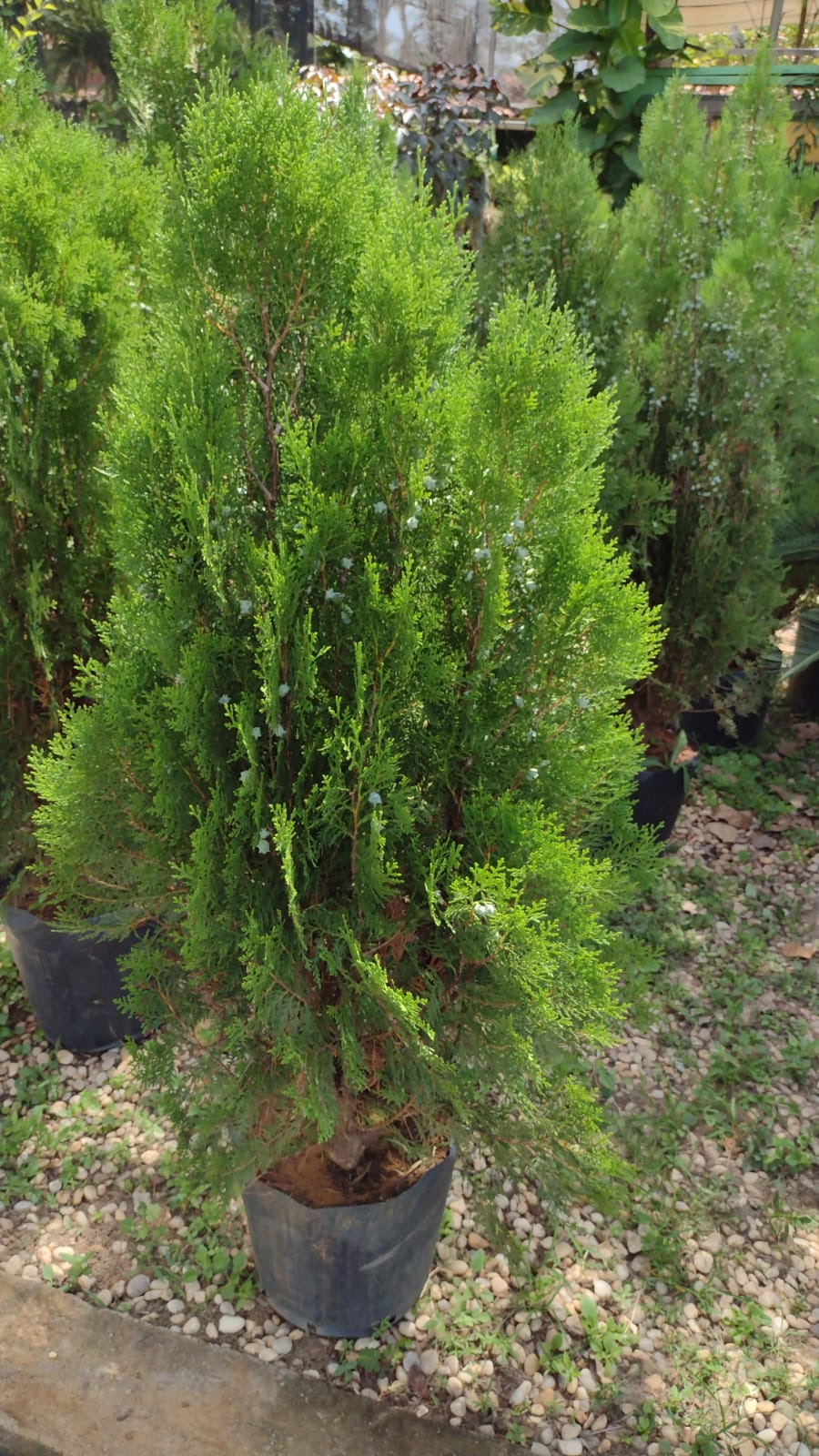 planta_32.jpg