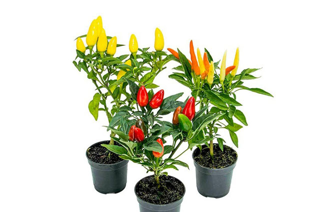 planta 142