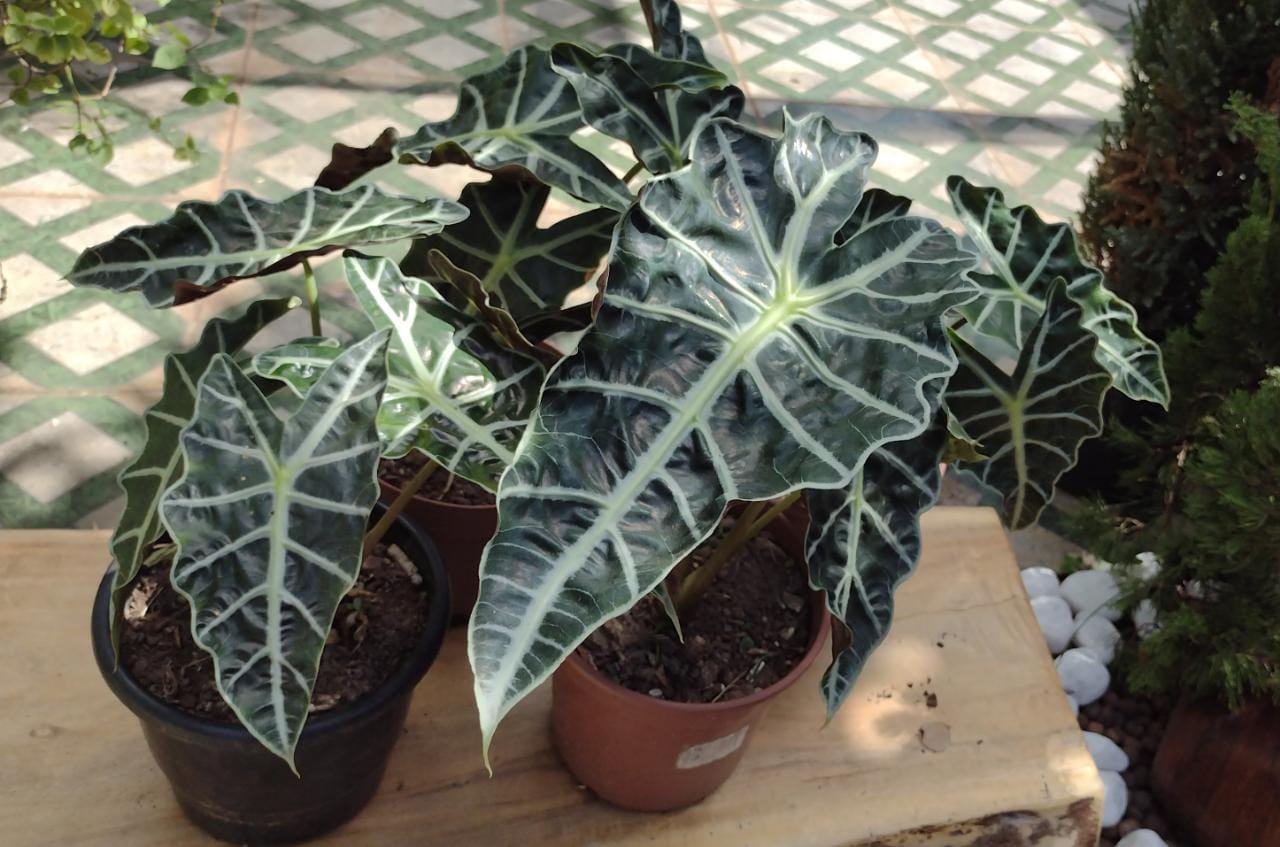 planta 9