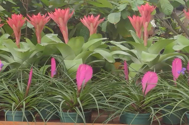 planta 2