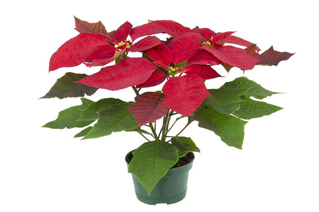 planta 5