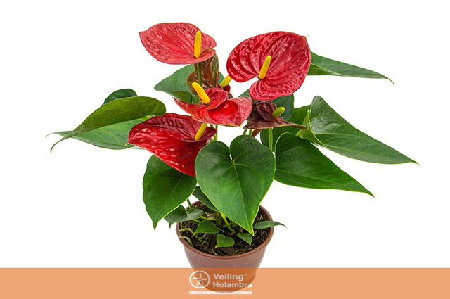 planta 6