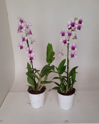 planta_13