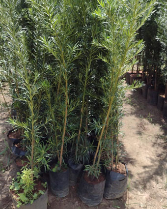 planta_20.jpg