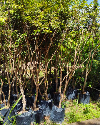 planta_28.jpg