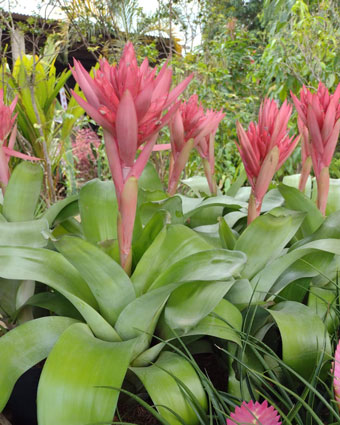 planta_3