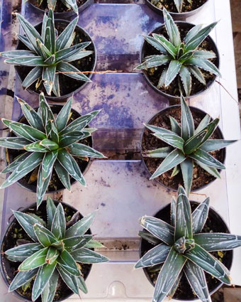 planta_30.jpg