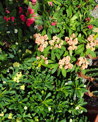 planta_35.jpg