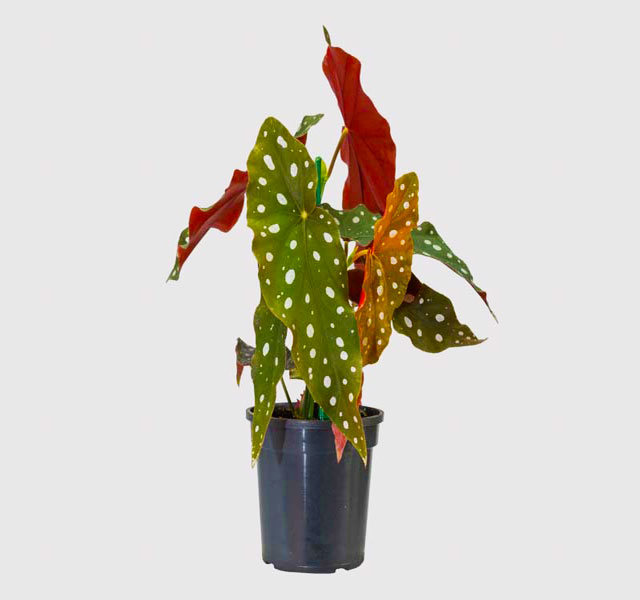 planta 10